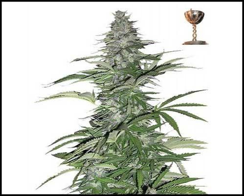 Marihuana Samen Verkauf Morning Glory 10 Barney Farms Feminisierte