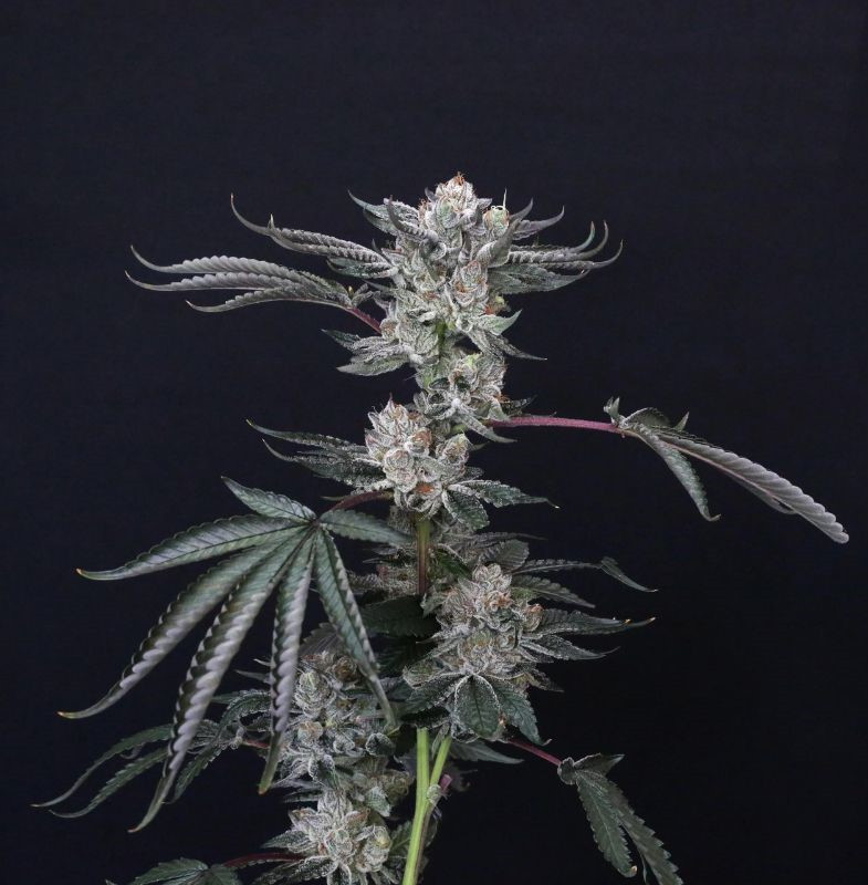 Paradise Seeds x Compound Genetics Luxar Dos feminisierte Samen 5 Stück