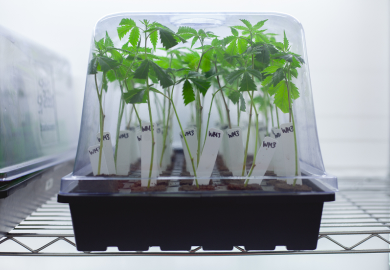 Cloning Cannabis Plants Step By Step