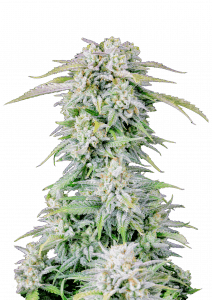 Originální Afghánský Kush Auto Feminizovaná Semena 5