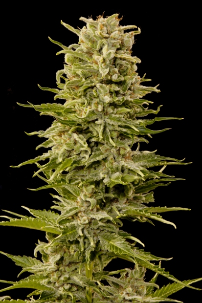 Grass-O-Matic AK Auto feminizovaná semena