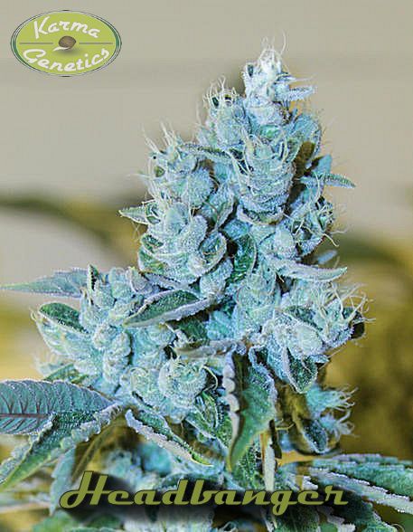 Karma Genetics Headbanger regulérní semena