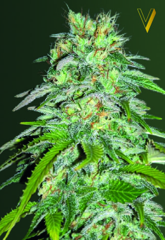 Victory Seeds Parmesan feminizovaná semena