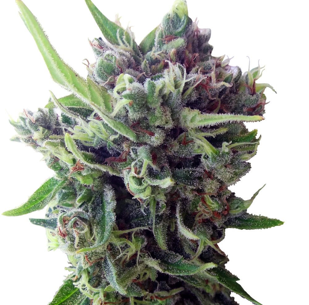 Ace Seeds Zamaldelica Auto feminizovaná semena