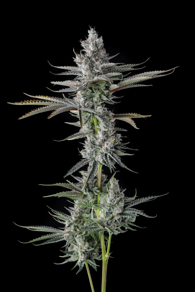 Paradise Seeds x Compound Genetics Guwop Green feminizovaná semena, 7 ks