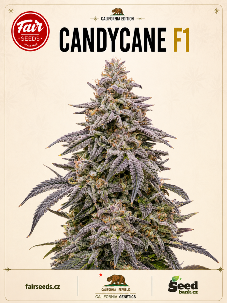 Fair Seeds Candycane F1 feminizovaná semena