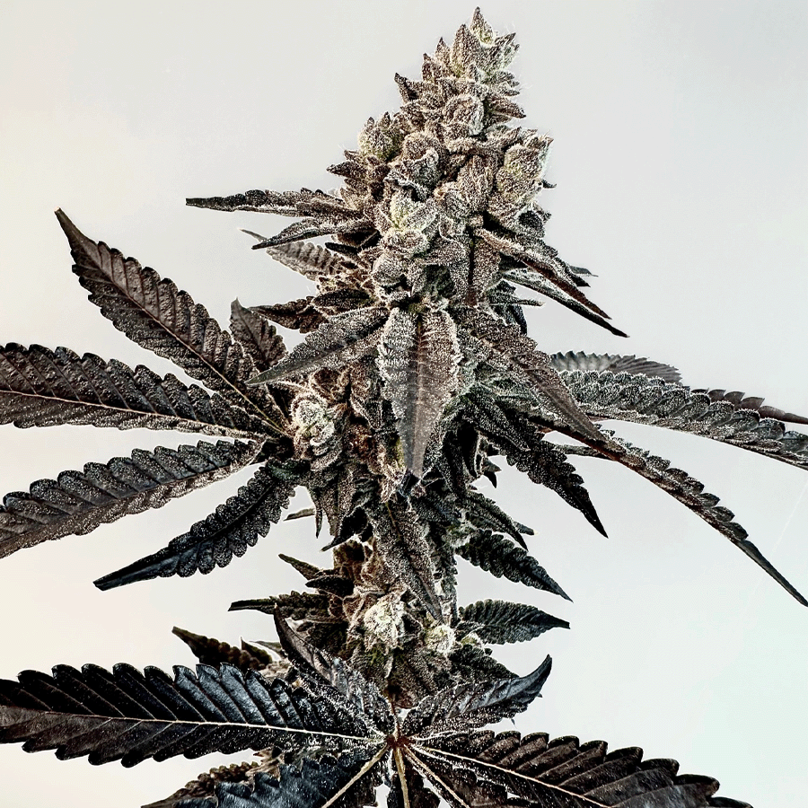 Exotic Genetix Slaphappy feminizovaná semena