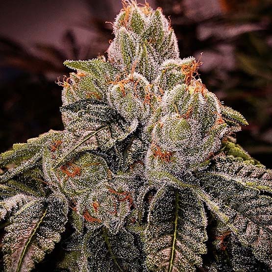 Ethos Genetics OGDLUX Bx3 regulérní semena