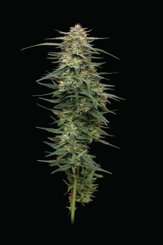 Humboldt Seed Company Raspberry Parfait feminizovaná semena