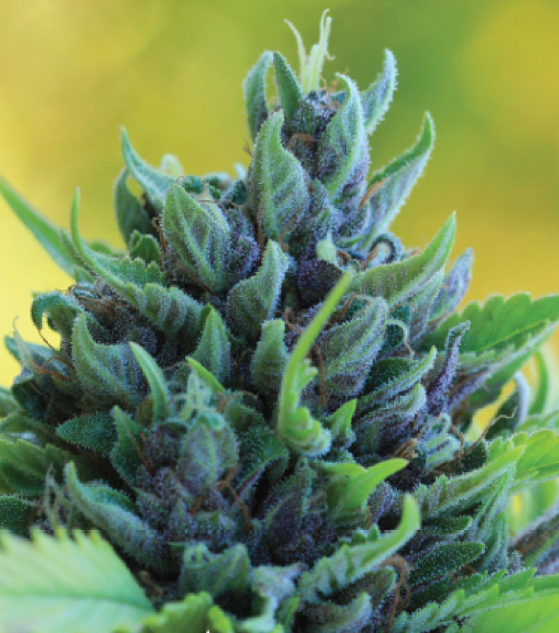 Humboldt Seed Company Humboldt Dream Auto samonakvétací feminizovaná semena