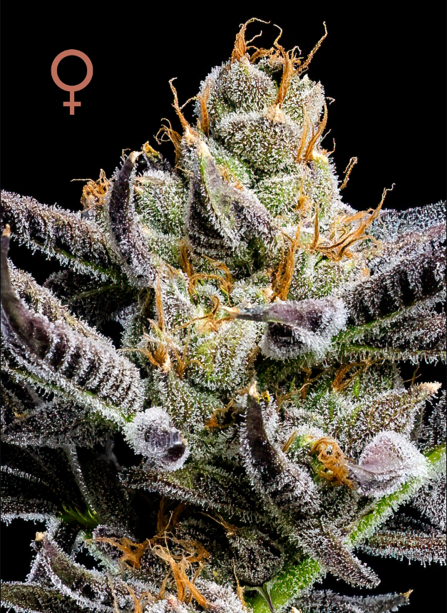 Humboldt Seed Company Jelly Donutz Auto autoflowering semena