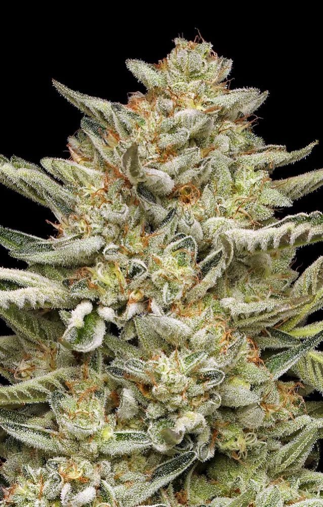 Humboldt Seed Company OG Triploid Auto samonakvétací semena, 3 ks