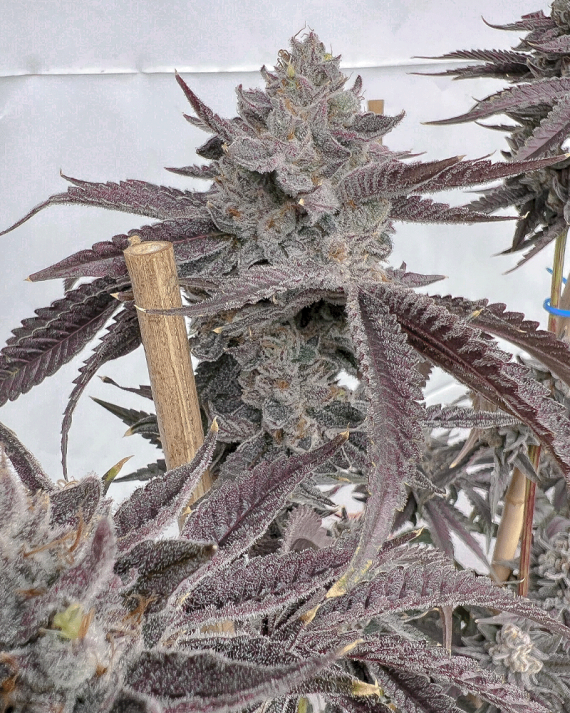 Solfire Gardens Poppin Bottlez feminizovaná semena