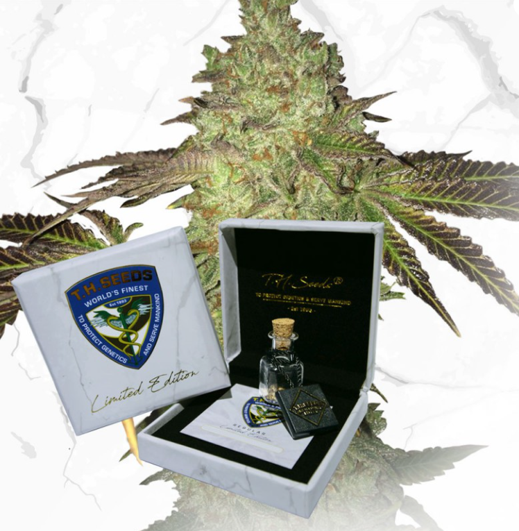 T.H. Seeds Birthday Cake x Birthday Cake regulérní semena