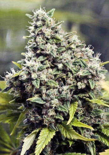 DNA Genetics Grape LA limitovaná edice, feminizovaná semena