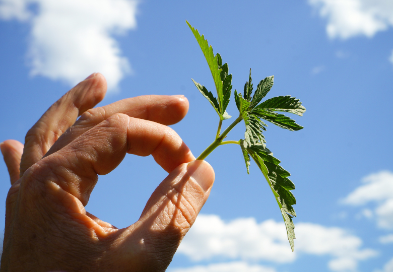 Nachteile des Cannabisanbaus aus Klonen