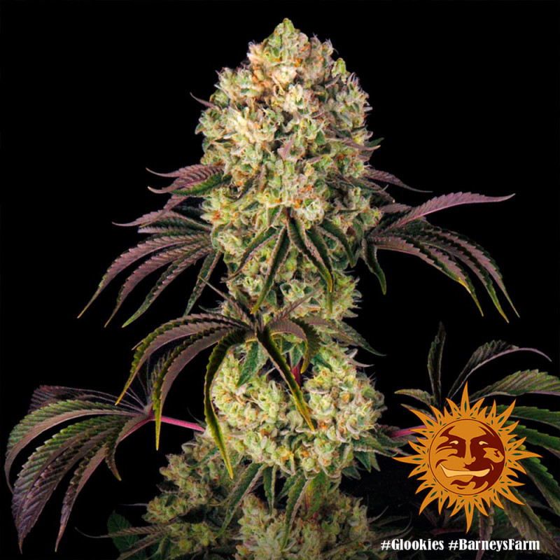 Glookies - feminizovaná semená marihuany 3 ks Barney´s Farm