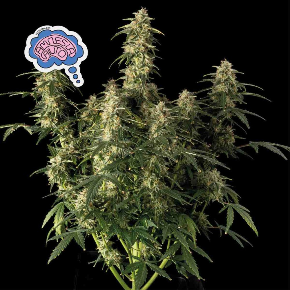 Seedsman Amnesia Auto feminizovaná semena