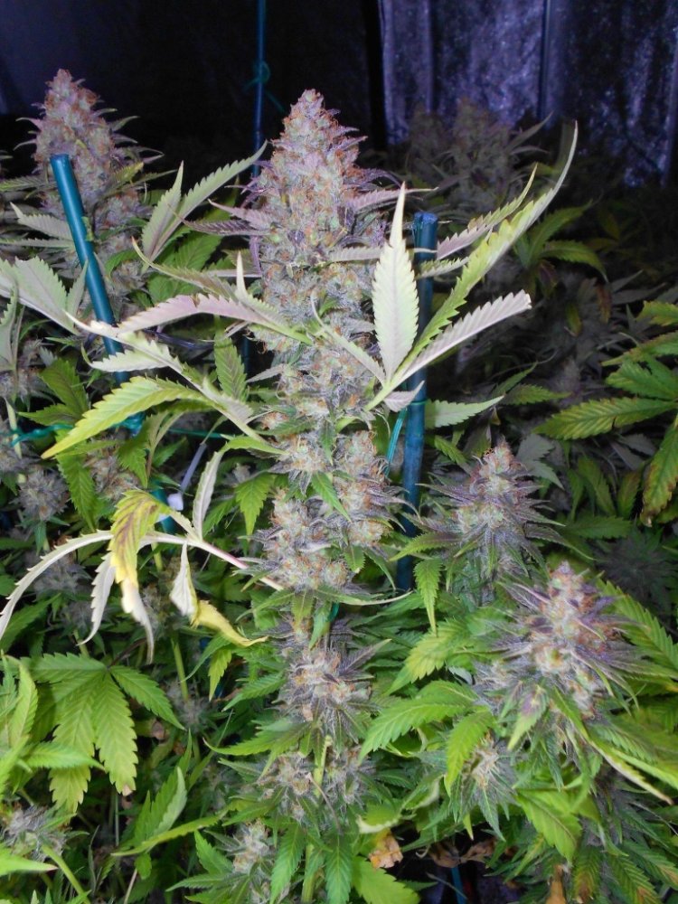 Emerald Triangle Grapefruit Krush feminizovaná semena