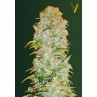 Victory Seeds AK-47V Auto feminizovaná semena
