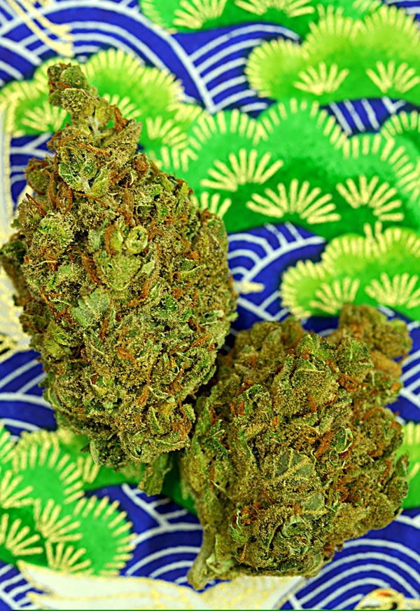 Delta 9 Labs Magnum Platinum Haze feminizovaná semena