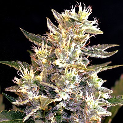 G13 Labs Sunset Vibes Auto feminizovaná semena