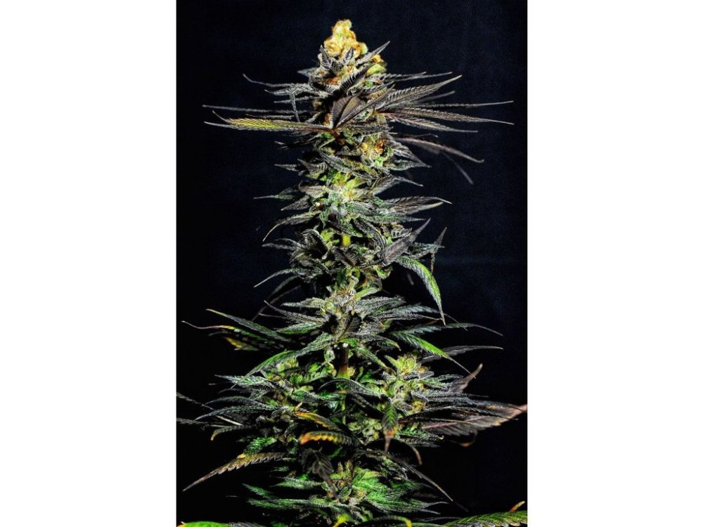 Holy Seeds Bank Bitter Cherry Punch feminizovaná semena