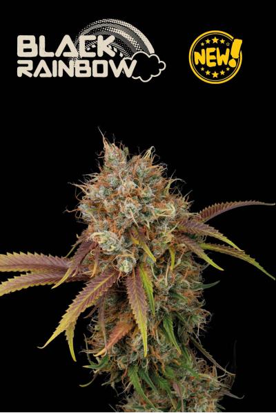 Seedstockers Black Rainbow feminizovaná semena