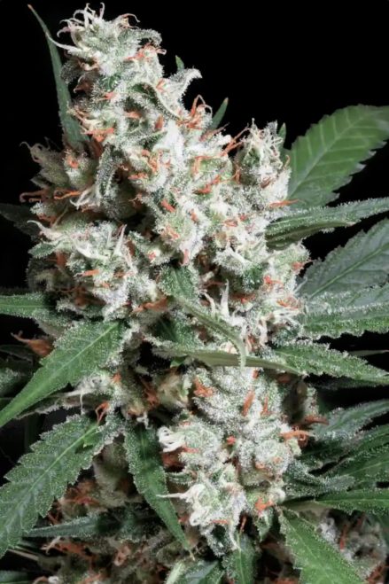 Paradise Seeds Chongs Choice L. A. Amnesia feminizovaná semena