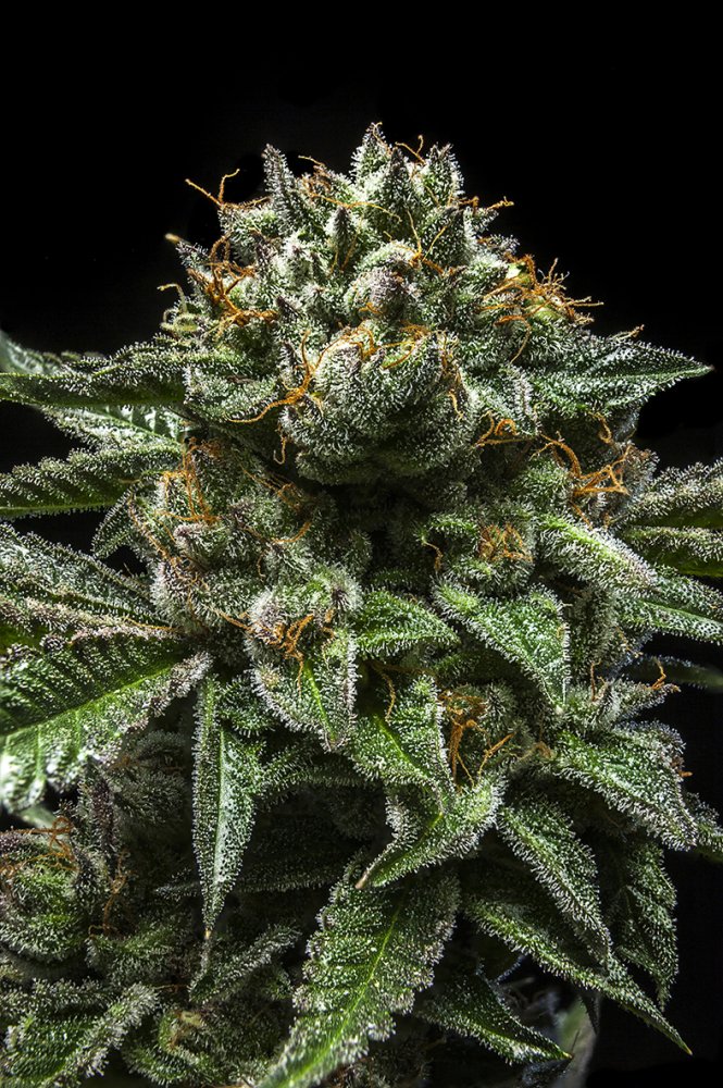 Ripper Seeds Chempie feminizovaná semena