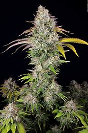 T.H. Seeds UnderDawg Kush feminizovaná semena