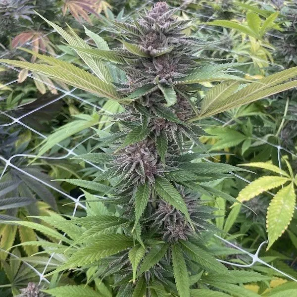 Big Mike's Genetics Papaya Trop Cherries feminizovaná semena, 3 ks