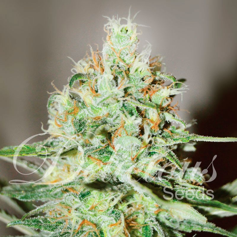 Delicious Seeds Jägg Kush feminizovaná semena
