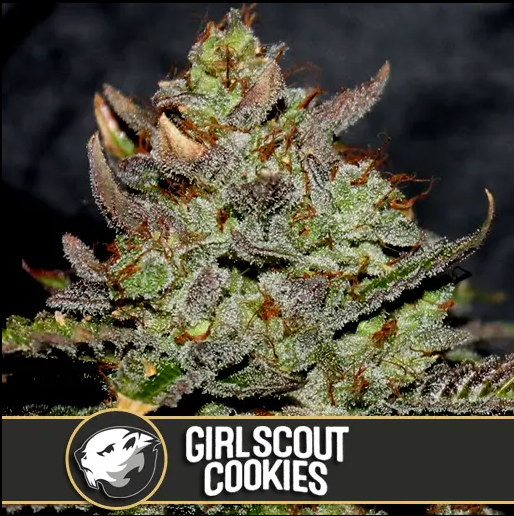 BlimBurn Seeds Girl Scout Cookies feminizovaná semena