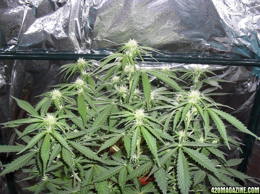 Royal Creamatic - samonakvétací semínka 5ks Royal Queen Seeds