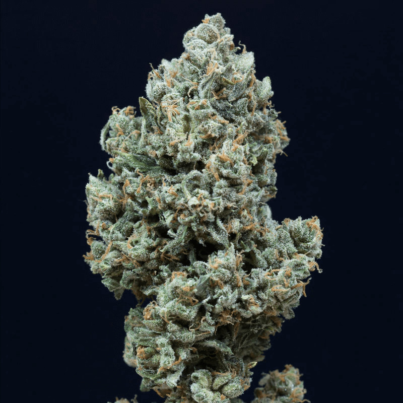 Critical + 2.0 - autoflowering seeds 5ks, Silent Seeds