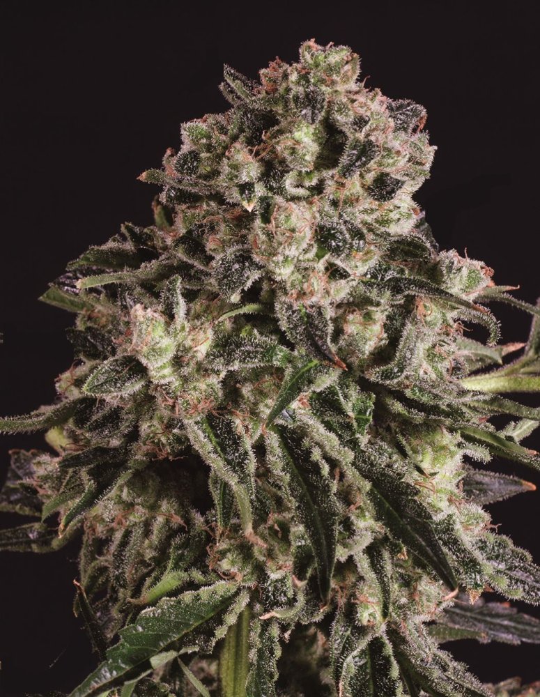 Super CBDx Black Critical x SCBDX feminizovaná semena