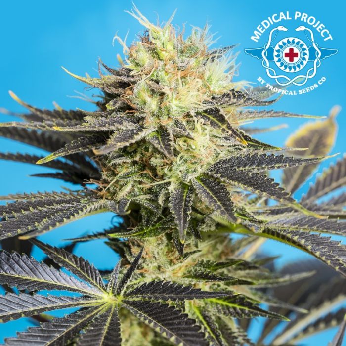 Tropical Seeds Dandy Dance CBD feminizovaná semena