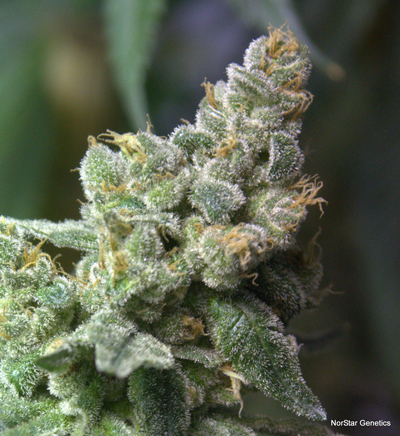 Norstar Genetics Queen of Hearts regulérní semena