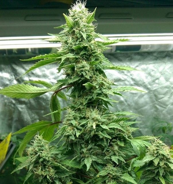 Holy Smoke Seeds Tre Banana Dawg feminizovaná semena