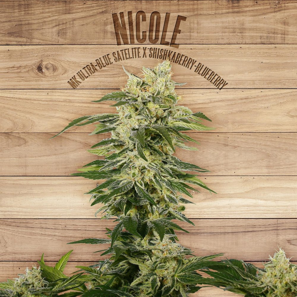 The Plant Organic Seeds Nicole feminizovaná semena