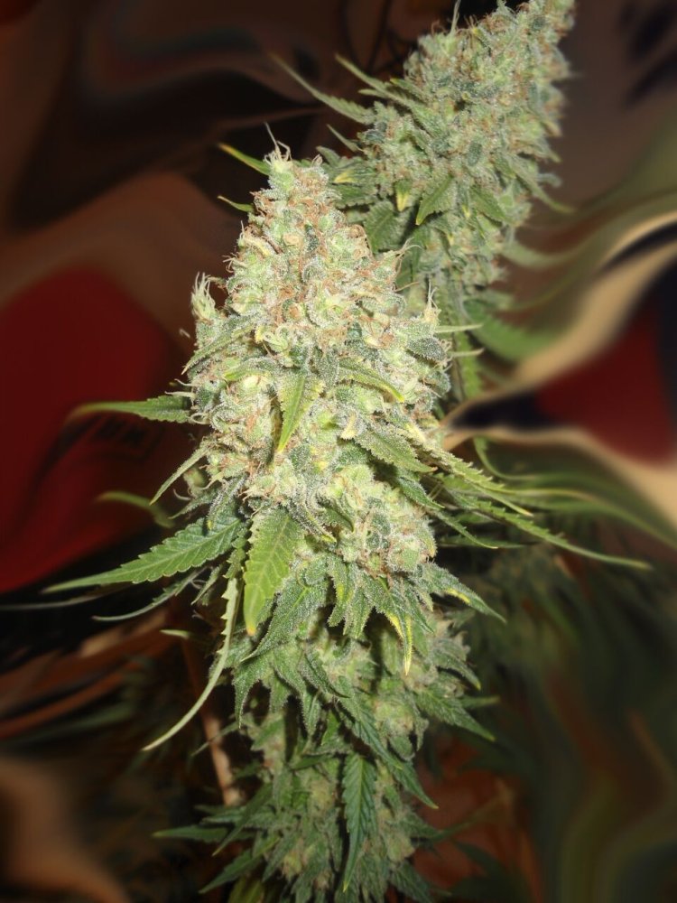 Emerald Triangle Blackberry OG CBD regulérní semena