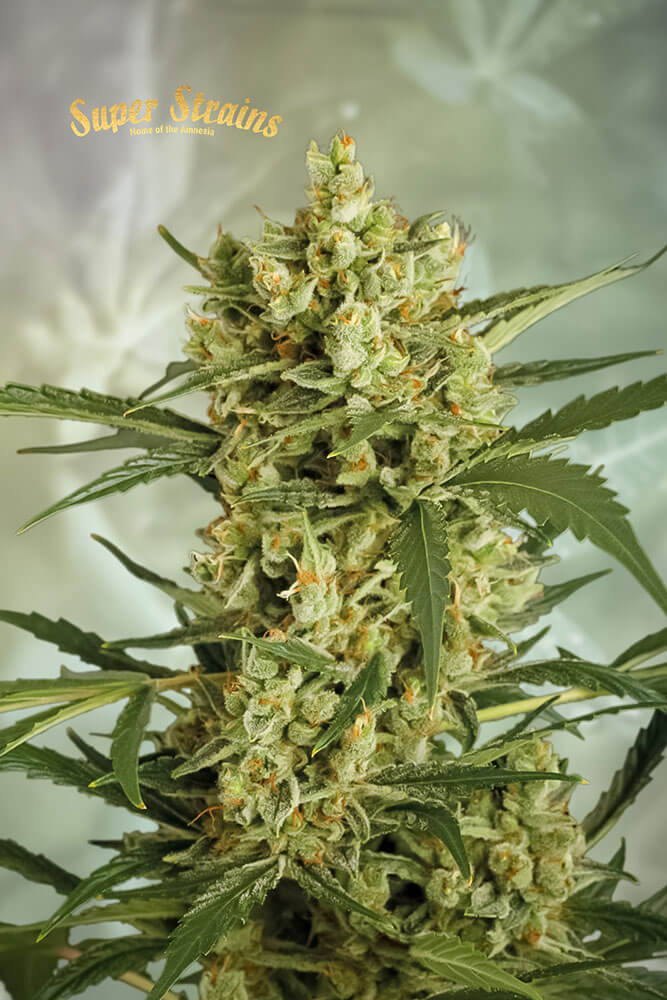 Super Strains Crackers feminizovaná semena