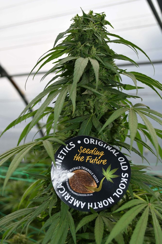 Emerald Triangle Mandarin Mimosa CBD feminizovaná semena