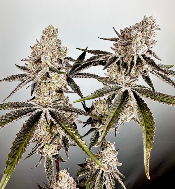 Exotic Genetix Vapor Iced feminizovaná semena