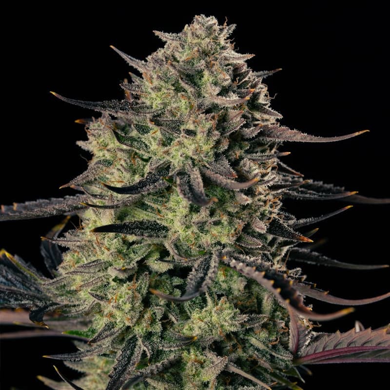 Silent Seeds Alien Gas XXL Auto samonakvétací semena
