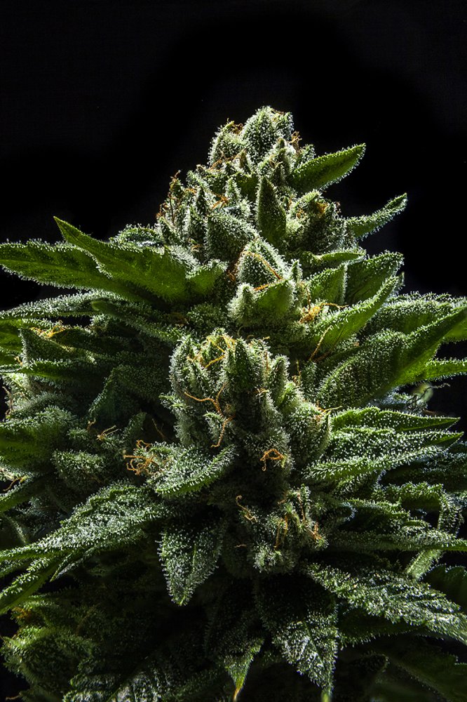 Ripper Seeds DO-G feminizovaná semena