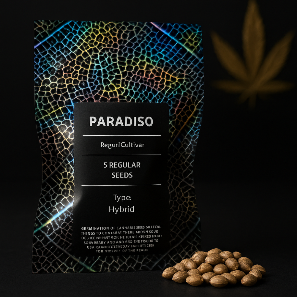 Maven Genetics Paradiso regulérní semena, 5 ks