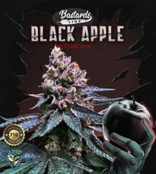 T.H. Seeds Black Apple Hitchcock 710 Limited Pack, 7 semen