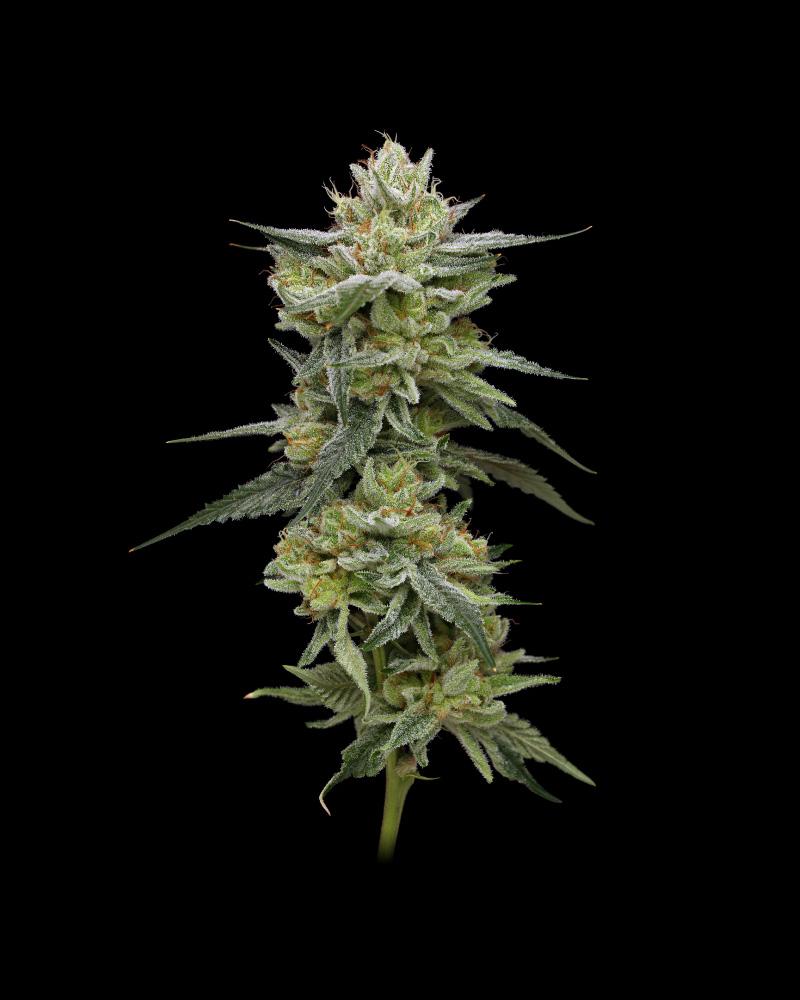 Humboldt Seed Company Hella Jelly feminizovaná semena